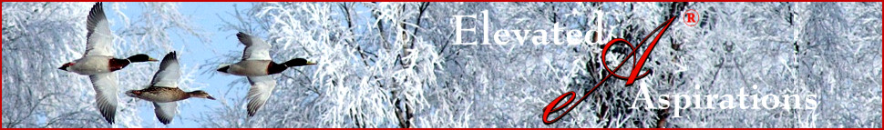 Snow Roses Header